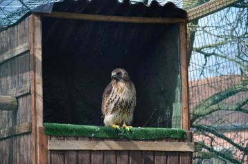 Roodstaartbuizerd beschikbaar voor biedingen