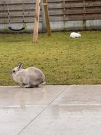 Gratis dwerg konijnen, Dieren en Toebehoren, Dwerg