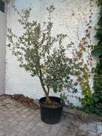 Quercus suber, Tuin en Terras, Planten | Bomen, Ophalen