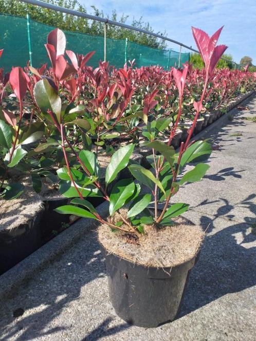 Photina fraseri 'Red Robin', Tuin en Terras, Planten | Struiken en Hagen, Ophalen