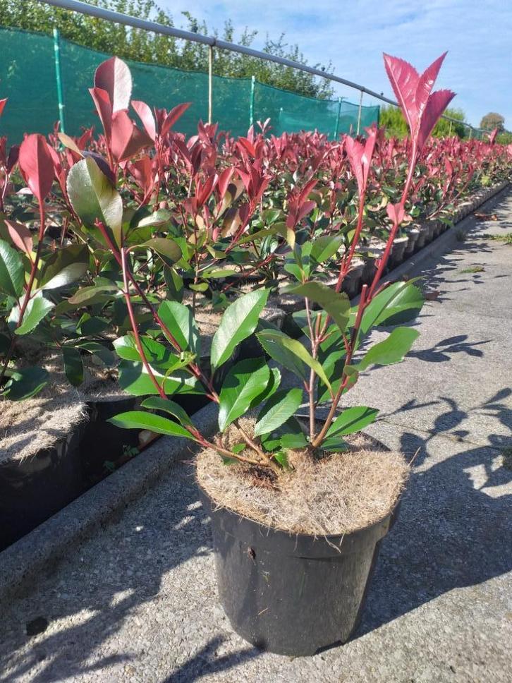 Photina fraseri 'Red Robin', Jardin & Terrasse, Plantes | Arbustes & Haies, Enlèvement