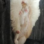 kittens, Dieren en Toebehoren, Katten en Kittens | Raskatten | Korthaar, Meerdere dieren, Ontwormd, 0 tot 2 jaar