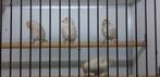 LE ROCKING D'ISABEL GREENLAND, Animaux & Accessoires, Oiseaux | Oiseaux Autre, Domestique, Oiseau chanteur sauvage, Plusieurs animaux