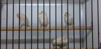 ISABEL GROENLANDSE BARMSIJS, Meerdere dieren, Wildzangvogel, Geringd
