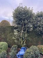 Qeurcus ilex nederlandse naam steeneik, Tuin en Terras, Planten | Bomen, Bloeit niet, Ophalen of Verzenden, 250 tot 400 cm, Volle zon