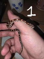 Pantherophis Guttatus, korenslang, Dieren en Toebehoren, Reptielen en Amfibieën, Slang, 0 tot 2 jaar