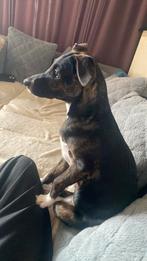Puppy, Dieren en Toebehoren, België, Particulier, 15 weken tot 1 jaar, Eén hond
