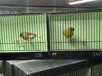 2 kweekkoppels gloster 2025 ideaal voor 2026, Dieren en Toebehoren, Vogels | Kanaries, Meerdere dieren, Postuurkanarie
