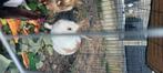 Lapain, Dieren en Toebehoren, Konijnen, Meerdere dieren, Middelgroot