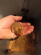 Goudhamsterpups, geboren op 3 oktober 2025., Dieren en Toebehoren, Hamster, Geslacht onbekend, Tam, Oktober