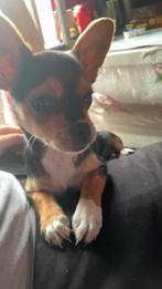 Chihuahua teefje 6 maanden, Dieren en Toebehoren, Honden | Chihuahua's en Gezelschapshonden, België, Particulier, 15 weken tot 1 jaar