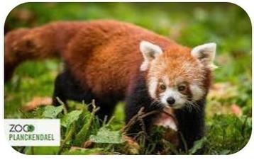 Billets pour le zoo Planckendael