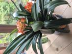 Grote Clivia 85cm hoog en 85cm breed, Huis en Inrichting, Kamerplanten, Ophalen