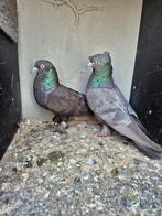 1 mooie koppel Takla duiven te koop Top kwaliteit(Arap), Dieren en Toebehoren, Meerdere dieren, Tuimelaar of Roller