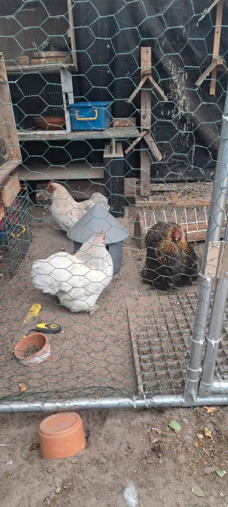 Kippen, Dieren en Toebehoren, Pluimvee | Toebehoren, Ophalen