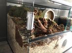 Goudhamster terrarium met schuifruiten - Hamsterkooi kopen, 75 à 110 cm, Enlèvement ou Envoi, Moins de 60 cm, Hamster