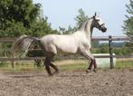 Pre ruin andalusier ruin, Dieren en Toebehoren, Paarden, Ruin, Dressuurpaard, 3 tot 6 jaar, L