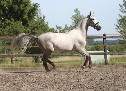 Pre ruin andalusier ruin, Dieren en Toebehoren, Paarden, Ruin, L, 165 tot 170 cm, 3 tot 6 jaar, Dressuurpaard, Met stamboom, Gechipt