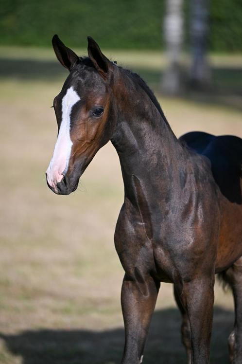 Diarado x querlybet, Dieren en Toebehoren, Paarden, Z
