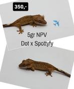 0.0.1 Superdalmatian wimpergekko baby Npv, Dieren en Toebehoren, Reptielen en Amfibieën, Hagedis, Tam, 0 tot 2 jaar