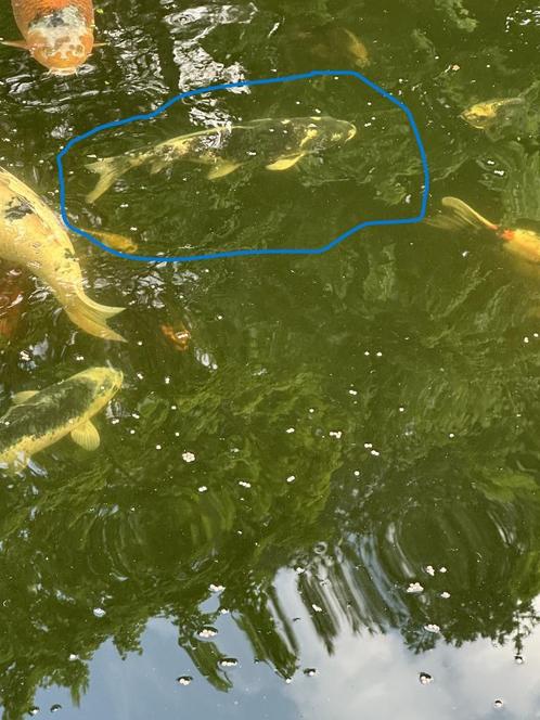 Japanse Koi's, Dieren en Toebehoren, Vissen | Vijvervissen, Karper of Koi