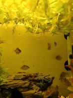 Halfwas zebrachicliden, - Molly's, -Guppy's, Dieren en Toebehoren, Zoetwatervis