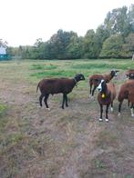Zwartbles ram, Dieren en Toebehoren