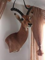 opgezette afrikaanse grote impala,, Collections, Collections Animaux, Enlèvement, Comme neuf, Animal sauvage, Animal empaillé