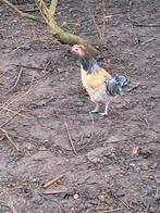 Jeune coq - Volaille du Brabant, Animaux & Accessoires, Mâle, Poule ou poulet