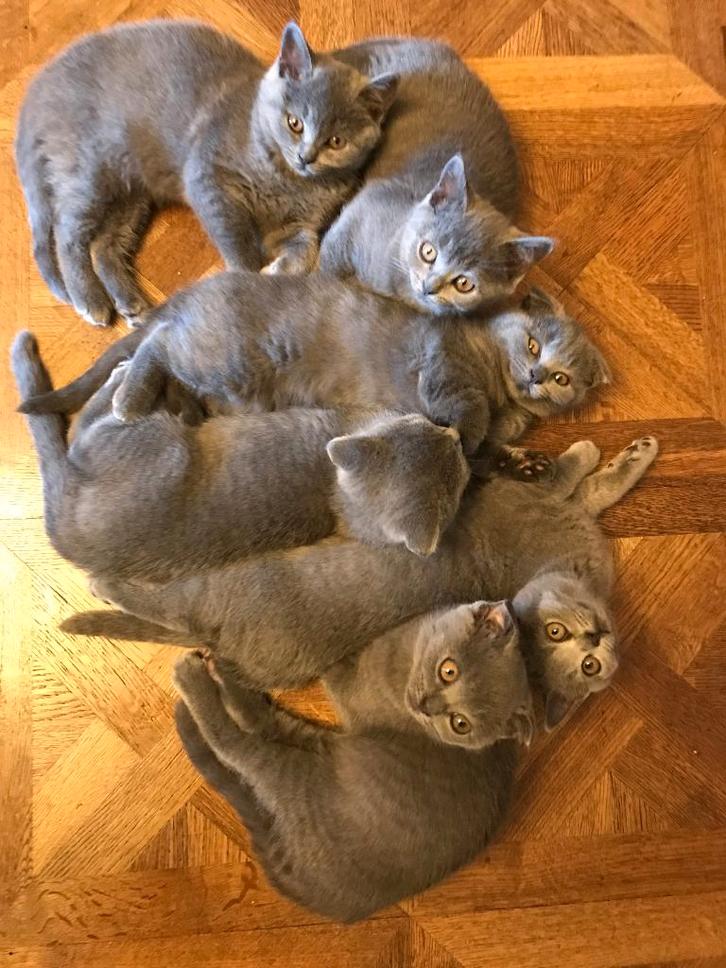 Britse korthaar kittens, Animaux & Accessoires, Chats & Chatons | Chats de race | Poil ras, Plusieurs animaux, 0 à 2 ans, Vermifugé