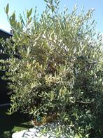 Olijfboom, Tuin en Terras, Planten | Bomen, Ophalen, Olijfboom