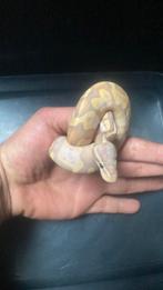 4 ball pythons en 1 boa, Dieren en Toebehoren, Slang, Tam, 0 tot 2 jaar