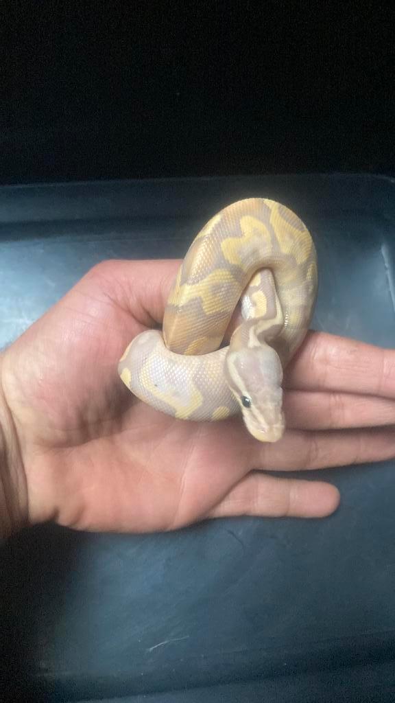 4 ball pythons en 1 boa, Dieren en Toebehoren, Reptielen en Amfibieën, Slang, 0 tot 2 jaar, Tam