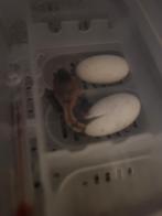 Gezocht: bevruchte reptielen eieren, Dieren en Toebehoren, Reptielen en Amfibieën