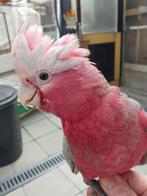 roze kaketoe, Dieren en Toebehoren, Vogels | Parkieten en Papegaaien, Papegaai, Geringd