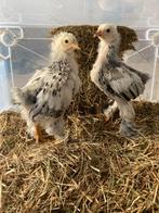 2 brahma kuikens, Dieren en Toebehoren, Pluimvee