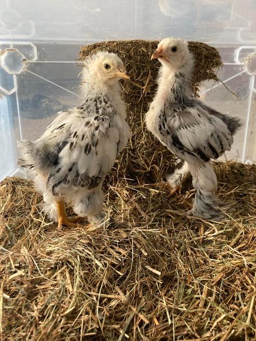 2 brahma kuikens, Dieren en Toebehoren, Pluimvee