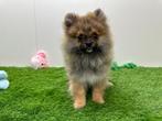 Chiots Spitz Nain, Loulou, Parvovirose, Plusieurs, Belgique