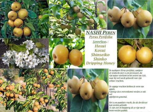 Poiriers NASHI : Buissons 15€, Basse Tige 17€, Demi Tige 22€, Jardin & Terrasse, Plantes | Arbres fruitiers, Poirier, 100 à 250 cm