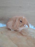 Oranje VM minilop rammetje, Mâle, Nain, Oreilles tombantes, 0 à 2 ans