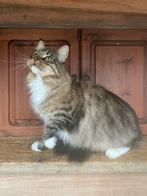 Maine coon, Dieren en Toebehoren, Poes, Gechipt, 0 tot 2 jaar