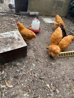 Orpington  buff bruine gaudgezomd, Dieren en Toebehoren, Mannelijk, Kip