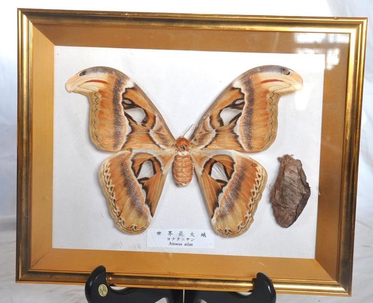 cadre vitrine lepidoptère atocasatlas, Collections, Collections Animaux, Comme neuf, Autres types, Autres, Enlèvement ou Envoi
