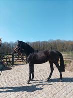 Franziskus x Londonderry, Animaux & Accessoires, Chevaux, Débourré