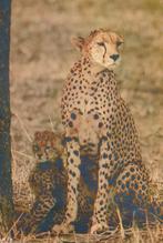 JACHTLUIPAARD  MET  WELP, Collections, Cartes postales | Animaux, Envoi, Non affranchie, Animal sauvage