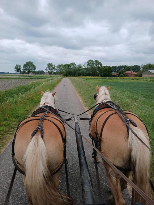 Mooi, jong koppel haflingers, Dieren en Toebehoren, Pony's