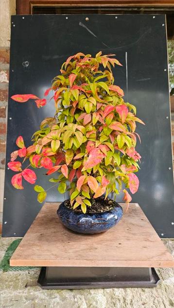 Accent Bonsai Nandina.  beschikbaar voor biedingen