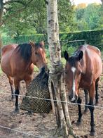 Stalling te huur, Dieren en Toebehoren, Stalling en Weidegang, Weidegang, 2 of 3 paarden of pony's