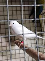 Rec. witte kanaries, Dieren en Toebehoren