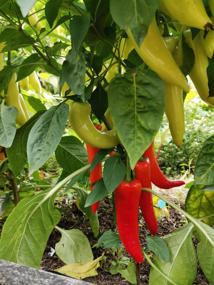 Poivron Sweet Banana - 5 graines, Jardin & Terrasse, Bulbes & Semences, Graine, Printemps, Plein soleil, Envoi